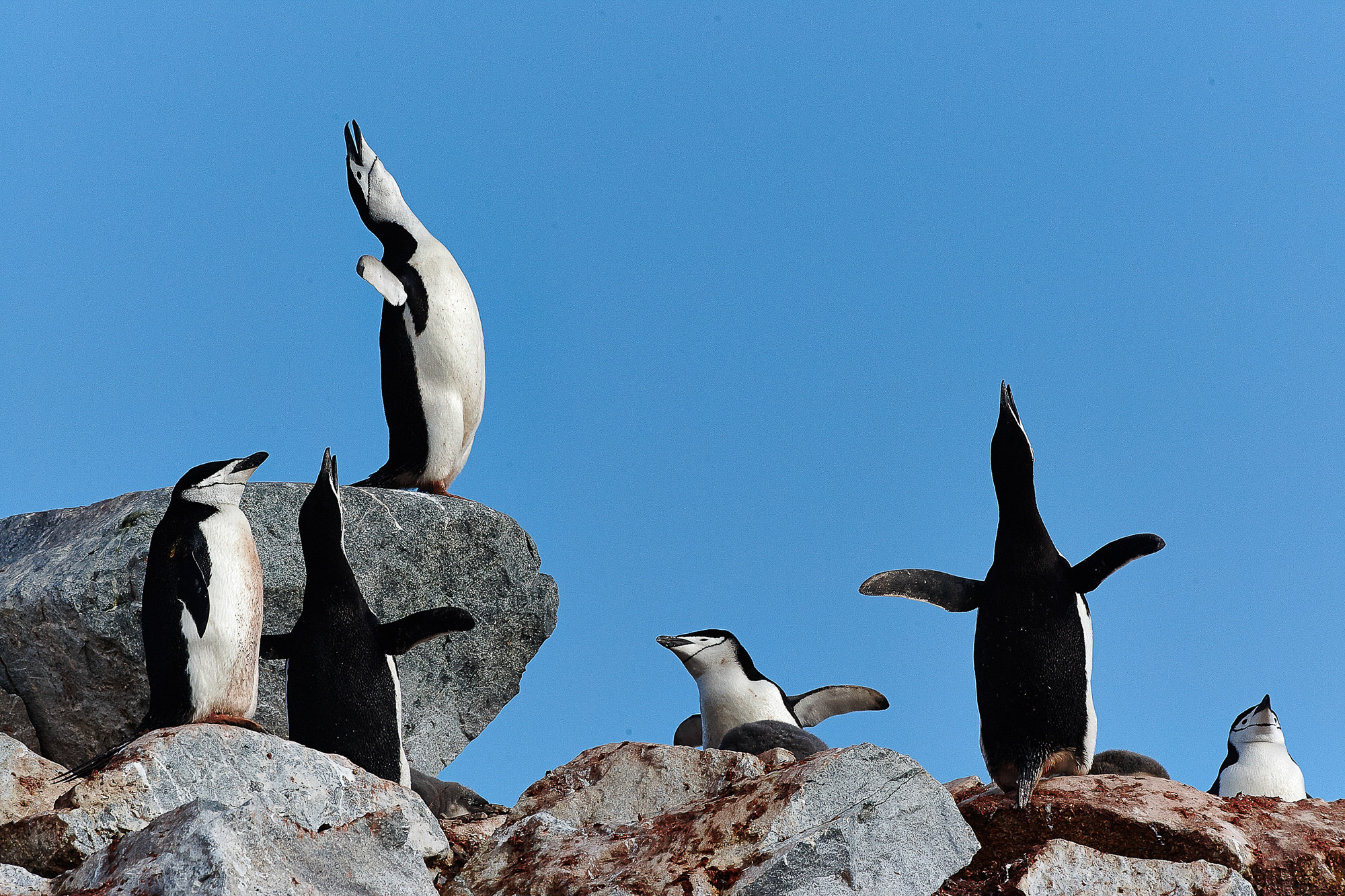Zügelpinguin